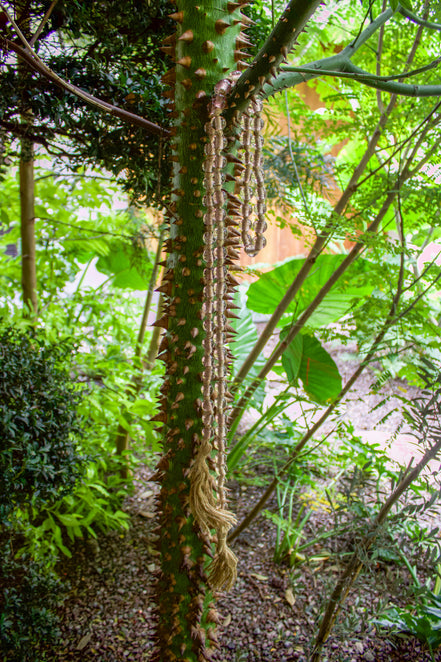 Guirnaldas Decorativas